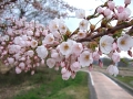 サイクリングロードの桜