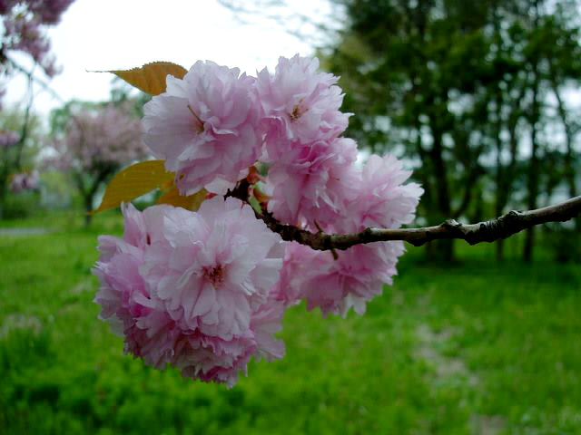 想い出の桜１