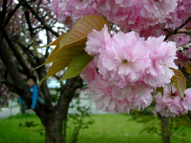 想い出の桜３