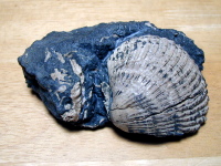 竜の口層の貝化石