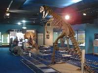 アロサウルスの骨格標本