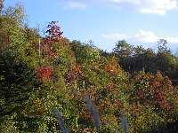 近所の雑木林の紅葉