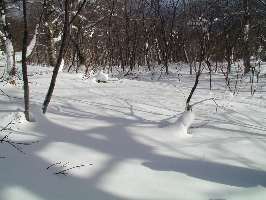雪面に映える木の影