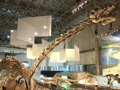 恐竜博の展示