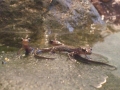 いなわしろ淡水魚館のトウホクサンショウウオ